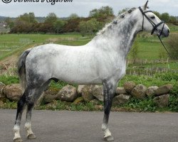 stallion Bocaccio Arden (Swedish Riding Pony, 2002, from Verona's Bo-Gi)