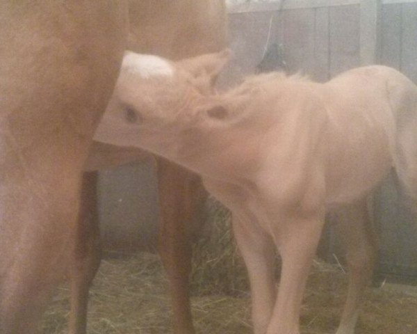 horse Glorious Snowden (Mustang, 2014, from BestBreed Mustang Tumbleweed)