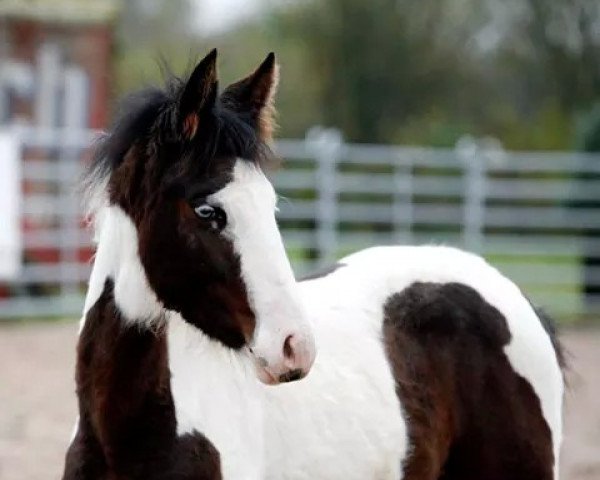 horse Glorious Mystique (Mustang, 2014, from BestBreed Mustang Tumbleweed)