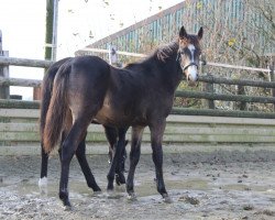 horse Chaotic Crumble (New Forest Pony, 2014, from Orchid's Cestanii)