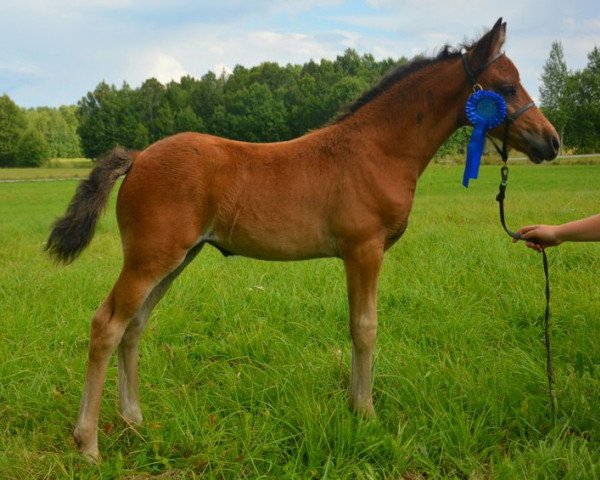 broodmare Lady Alice (New Forest Pony, 2013, from Vognmandsgårdens Akrobat)