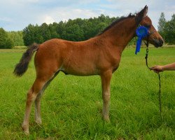 Zuchtstute Lady Alice (New-Forest-Pony, 2013, von Vognmandsgårdens Akrobat)