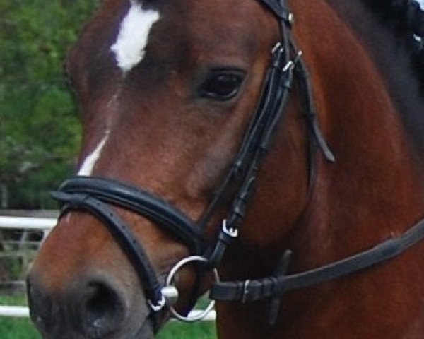 stallion Vognmandsgårdens Akrobat (New Forest Pony, 2003, from Zwavo's Suprise)