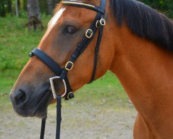 broodmare Miclas Marie Claire (New Forest Pony, 2009, from Kantje's Umberto)