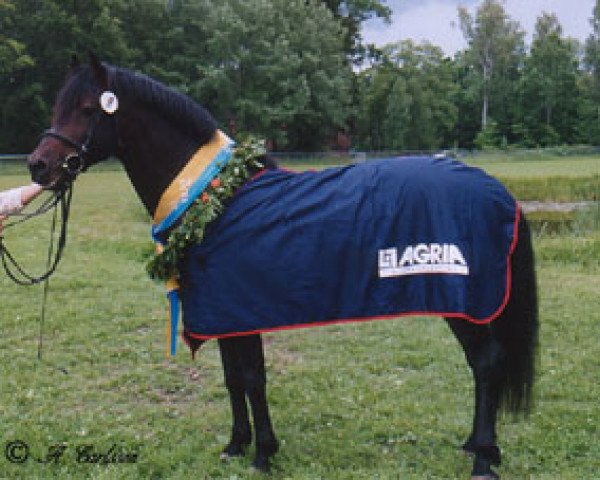 Deckhengst Kantje's Umberto (New-Forest-Pony, 2001, von Berkhof's Higgledy Piggledy)