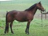 Zuchtstute Lady Jane (New-Forest-Pony, 1998, von Kantje's Ronaldo)