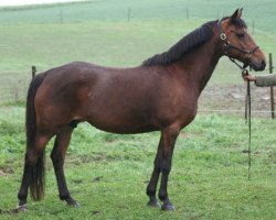 Zuchtstute Lady Jane (New-Forest-Pony, 1998, von Kantje's Ronaldo)