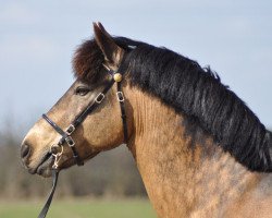 stallion Dimmans Eros (New Forest Pony, 1998, from Fredriksbergs Dizney)