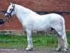 stallion Miclas Activ (New Forest Pony, 1984, from Smedhults Cavat)