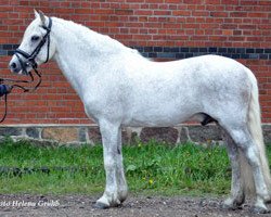 stallion Miclas Activ (New Forest Pony, 1984, from Smedhults Cavat)