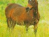 broodmare Cantata ox (Arabian thoroughbred, 1963, from Litaur ox)