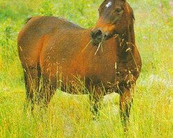 broodmare Cantata ox (Arabian thoroughbred, 1963, from Litaur ox)