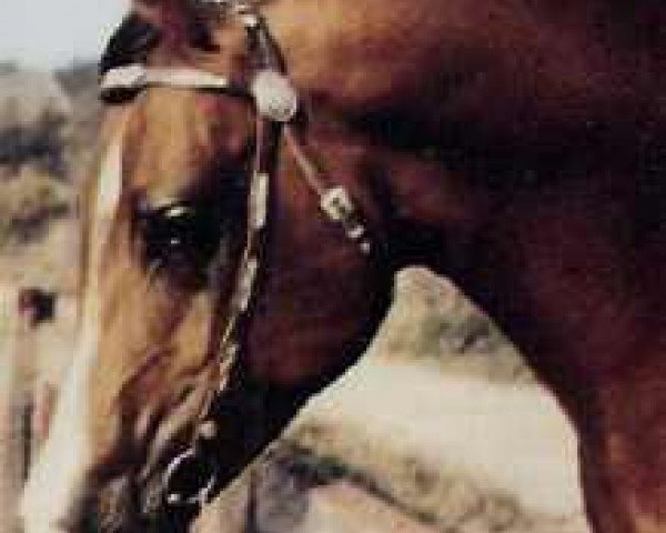stallion Pomar ox (Arabian thoroughbred, 1971, from Pohaniec 1965 ox)