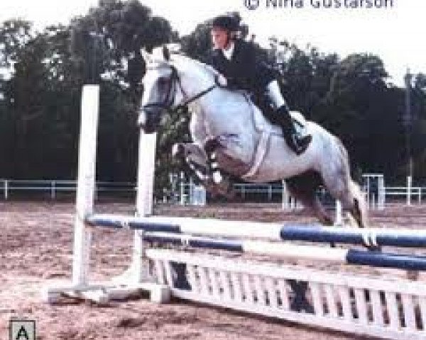 broodmare Molly (Connemara Pony, 1986, from Ballydonagh Casanova)