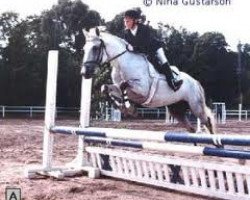 broodmare Molly (Connemara Pony, 1986, from Ballydonagh Casanova)