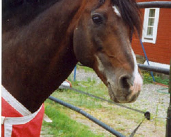 stallion Juno Rory (Connemara Pony, 1982, from Rory Ruadh)
