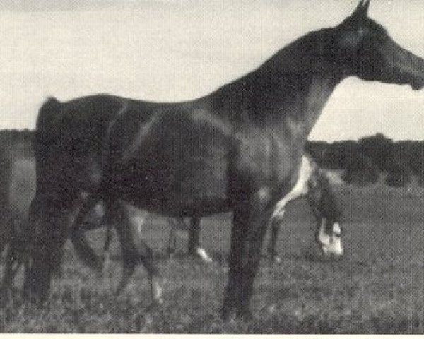 broodmare Bahrou 1970 EAO (Arabian thoroughbred, 1970, from Fabah 1950 ox)