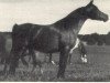 broodmare Bahrou 1970 EAO (Arabian thoroughbred, 1970, from Fabah 1950 ox)