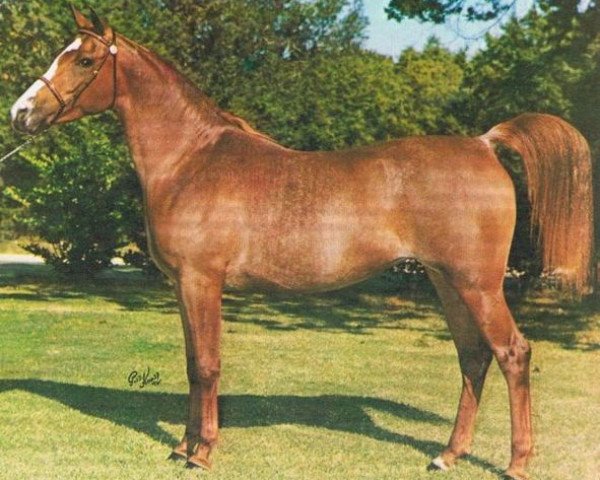 broodmare AN Moroufa ox (Arabian thoroughbred, 1968, from Ibn Moniet El Nefous 1964 EAO)