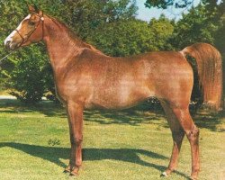 broodmare AN Moroufa ox (Arabian thoroughbred, 1968, from Ibn Moniet El Nefous 1964 EAO)