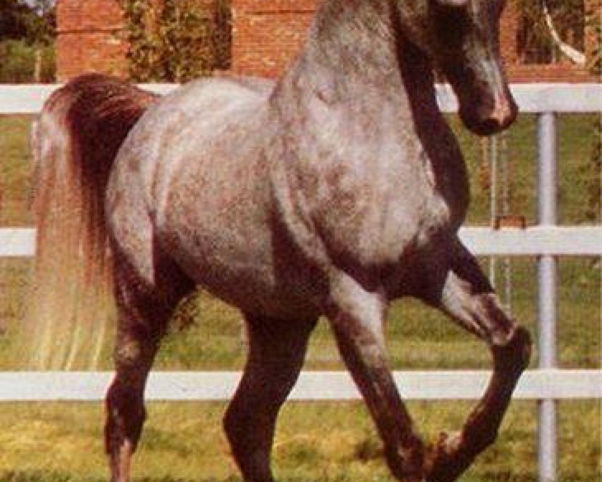 Deckhengst AK Waseem Montaal EAO (Vollblutaraber, 1972, von Amaal ox)
