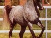 stallion AK Waseem Montaal EAO (Arabian thoroughbred, 1972, from Amaal ox)
