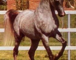 stallion AK Waseem Montaal EAO (Arabian thoroughbred, 1972, from Amaal ox)