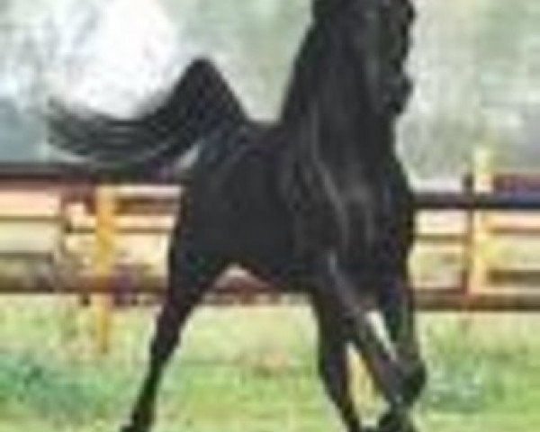 stallion Waseem Mouraad ox (Arabian thoroughbred, 1992, from Waseem Pasha Moniet ox)