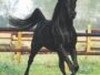stallion Waseem Mouraad ox (Arabian thoroughbred, 1992, from Waseem Pasha Moniet ox)