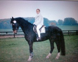 jumper Aschanti 23 (Hanoverian, 1992, from Argentinus)