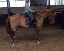 dressage horse Goldfire's Chypsi (Tinker-Mix / Pinto Tinker / Crossbreed, 1998)