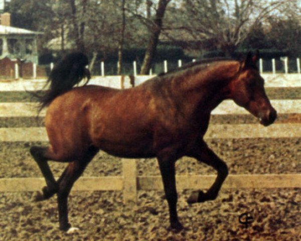 stallion Shiko Ibn Sheikh EAO (Arabian thoroughbred, 1961, from Rashad Ibn Nazeer EAO)