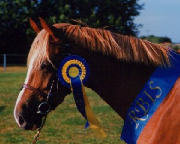 Pferd Frans Jäger (Schwedisches Reitpony, 1994, von Carolinas Foxglove)