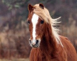 stallion Carolinas Foxglove (Welsh-Pony (Section B), 1981, from Solway Master Bronze)