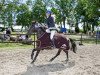 jumper de La Marcos Oliver (Swedish Riding Pony, 2000, from Carolinas Foxglove)