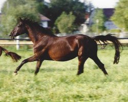 broodmare Wajana (Bavarian, 1981, from Gajus)