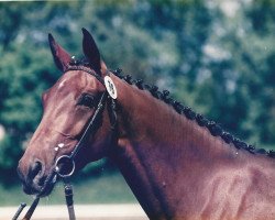 broodmare Wildgraefin (Bavarian, 1993, from Landadel)