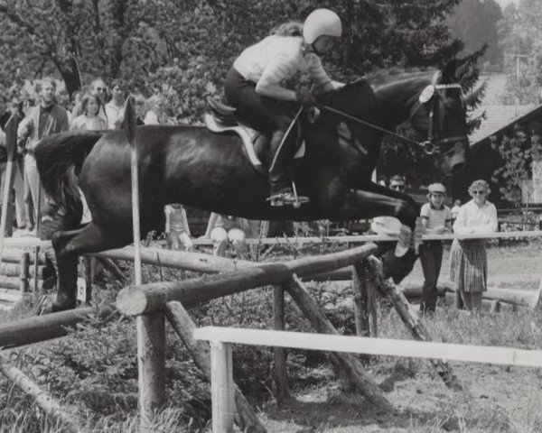 broodmare Wildfang (Bavarian, 1970, from Wrede)
