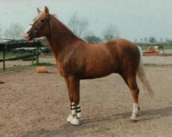 stallion Sulaatik's Gold Digger (New Forest Pony, 1987, from Axceen Camillo)
