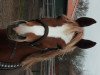 dressage horse Ginger (Irish Sport Horse, 2009, from Bumerang)