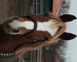 dressage horse Ginger (Irish Sport Horse, 2009, from Bumerang)