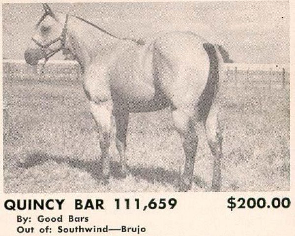 Deckhengst Quincy Bar (Quarter Horse, 1958, von Good Bars)