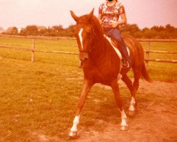 broodmare Laila (Zweibrücken, 1972, from Mars)