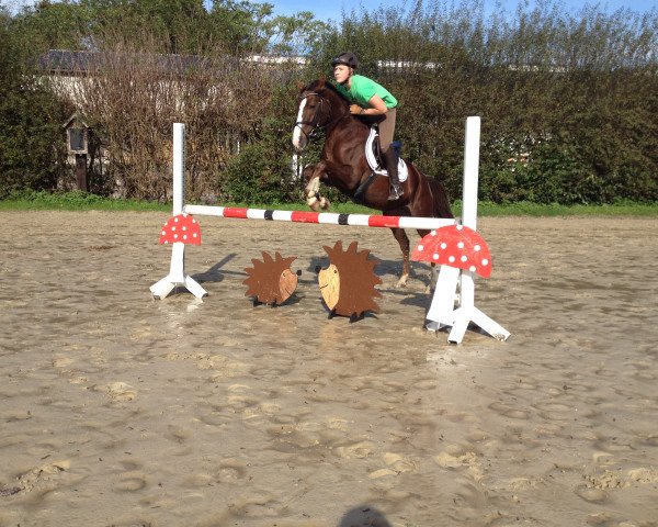 jumper Goldmarie 43 (German Riding Pony, 2009, from Ambassador)