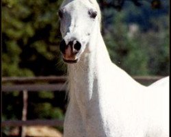 broodmare Rashaqa EAO (Arabian thoroughbred, 1989, from Ibn Amaal ox)