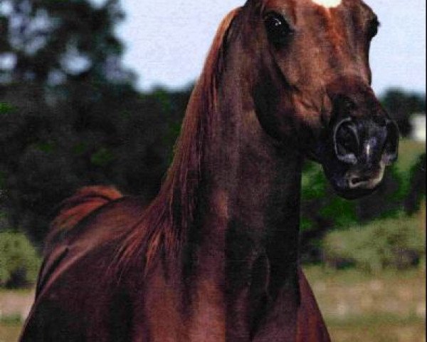 broodmare Shikos Kazmeena EAO (Arabian thoroughbred, 1976, from Shiko Ibn Sheikh EAO)