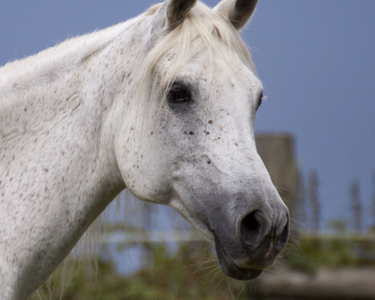 broodmare Maleika Bint Rashaqa ox (Arabian purebred, 1994, from Ibn Fakhr El Kheil ox)