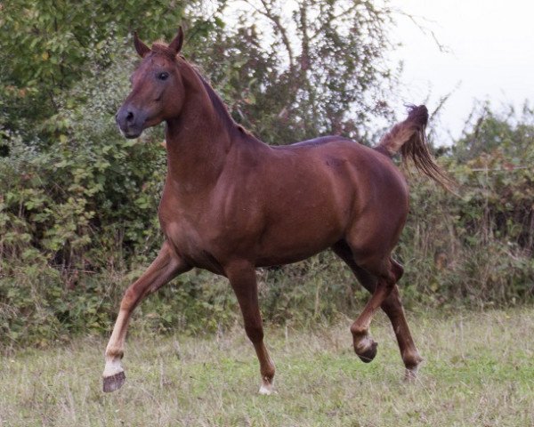 Pferd Mahd Mashari (Vollblutaraber, 2010, von Youri Noir)