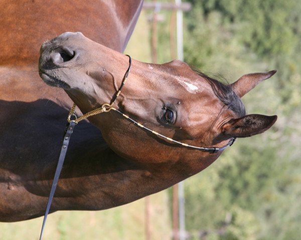horse Mahd Mashuga (Arabian thoroughbred, 2006, from Youri Noir)