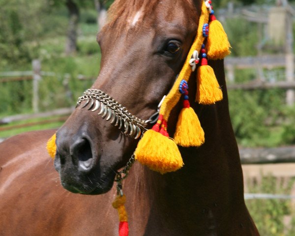 broodmare Mahd Maraya (Arabian thoroughbred, 1999, from Arabah Abbah EAO)